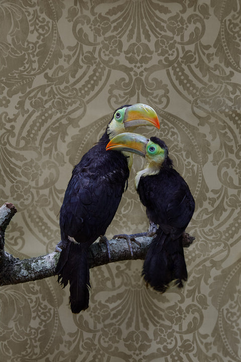 Birds of a Feather