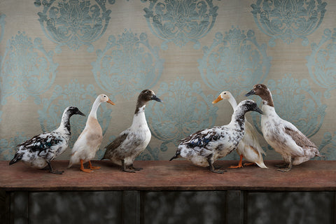 Birds of a Feather