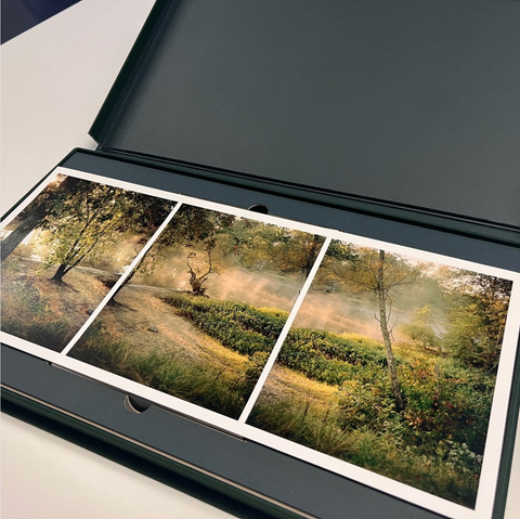 A Murmur in the Trees