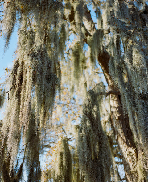 Close to the Bayou