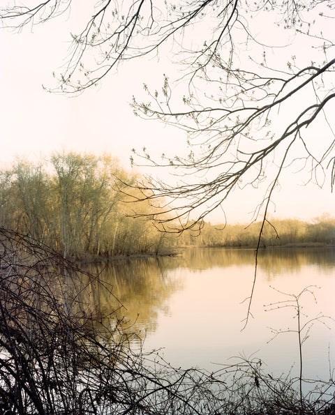 A Murmur in the Trees, by Suzanne Révy