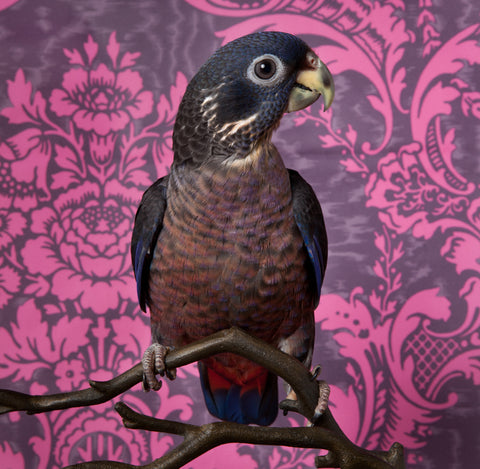 Birds of A Feather, Claire Rosen
